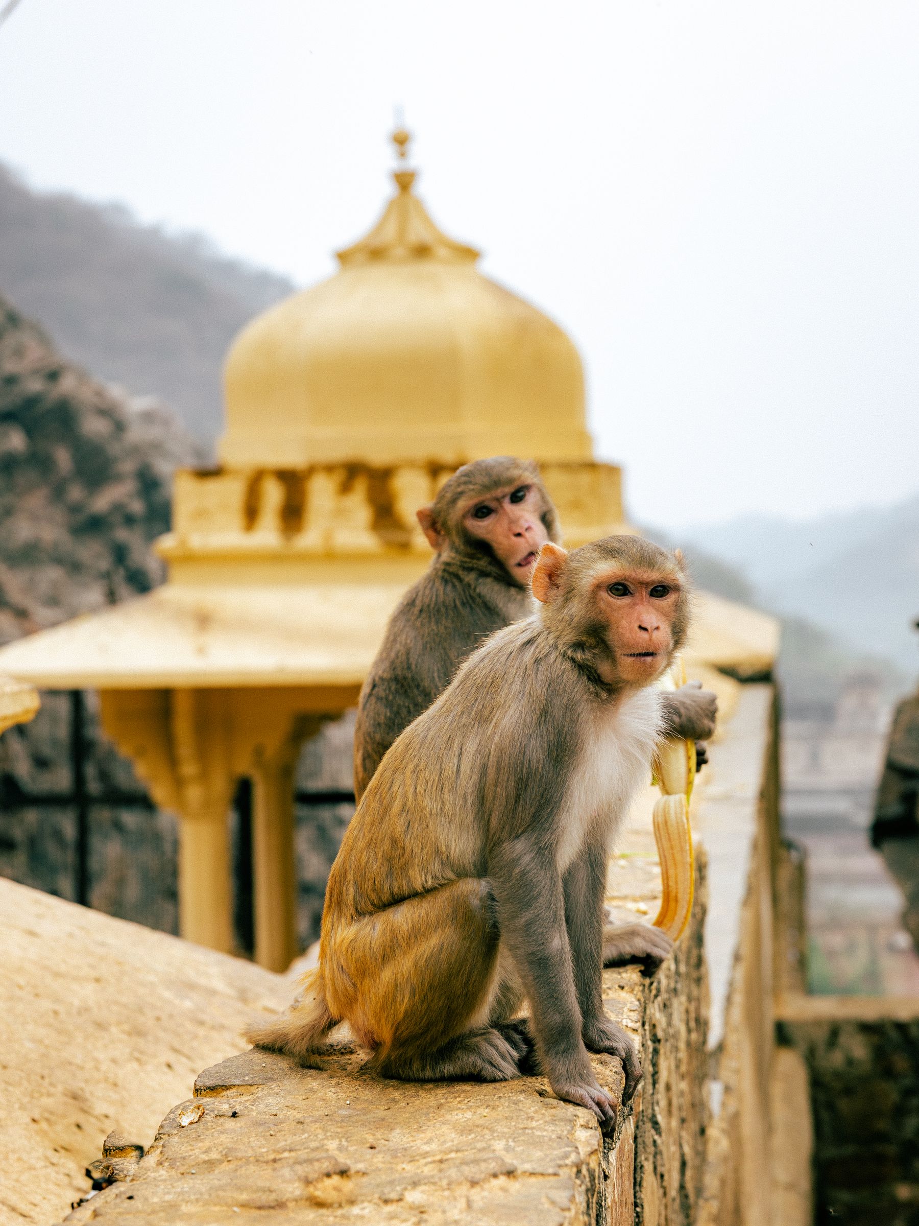 Macaques Beside Golden Chhatri